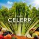 pravi celer